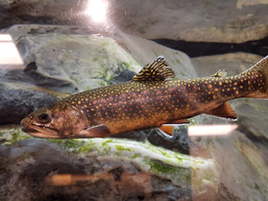 Brook Trout by Earthshine Emporium