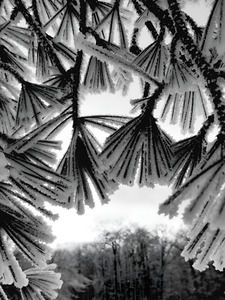 Snowy Conifer 1 by Earthshine Emporium