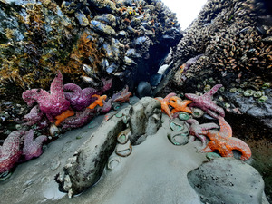 Tidal Pool 2 by Earthshine Emporium