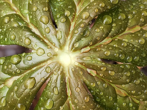 Raindrops on Mayapple by Earthshine Emporium
