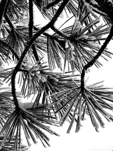 Snowy Conifer by Earthshine Emporium