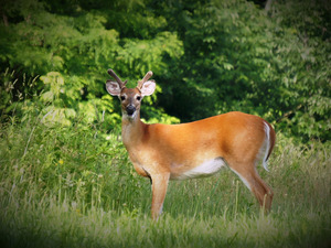 Velvet Buck by Earthshine Emporium