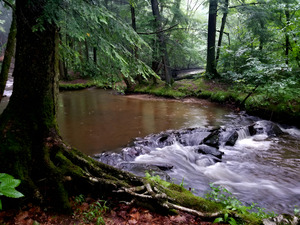 Hemlock Stream by Earthshine Emporium