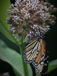 Monarch On Milkweed by Earthshine Emporium
