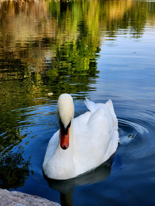 Swan 2 by Earthshine Emporium