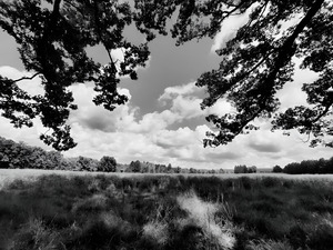 Meadow by Earthshine Emporium
