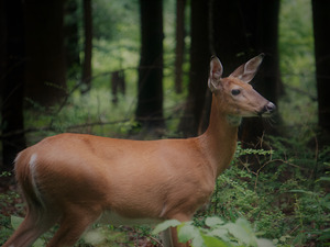 Doe by Earthshine Emporium