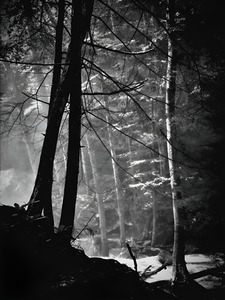 Forest Light by Earthshine Emporium