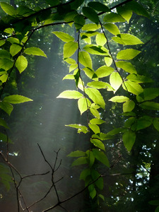 Beech Trees