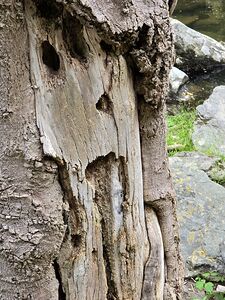 Faces Of The Smokies 4 by Earthshine Emporium