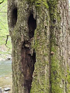 Faces Of The Smokies 2 by Earthshine Emporium