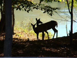 Lake Deer by Earthshine Emporium
