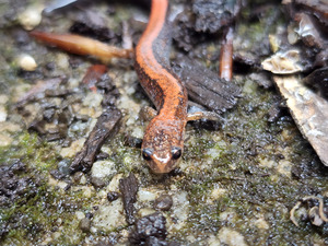 Redback Salamander by Earthshine Emporium