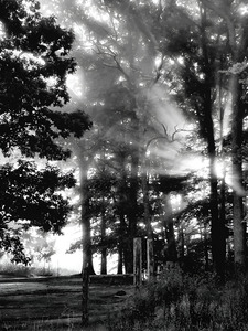Misty Morning Rays by Earthshine Emporium