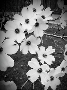 Flowering Dogwood by Earthshine Emporium