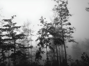 Misty Morning by Earthshine Emporium