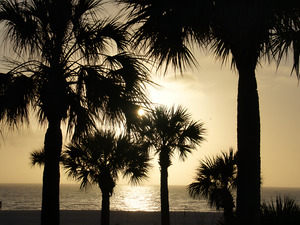 Palm Trees Silhouette by Earthshine Emporium