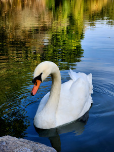 Swan 1 by Earthshine Emporium