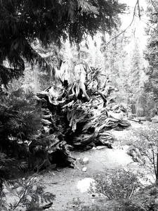 Sequoia Root Wad