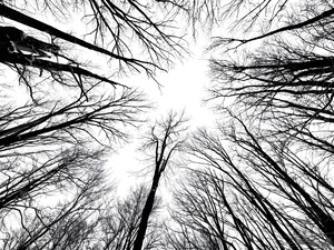 Winter Canopy by Earthshine Emporium