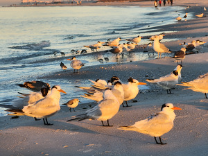 Gulls & Terns by Earthshine Emporium