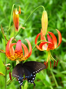 Black Swallowtail On Turks Cap by Earthshine Emporium