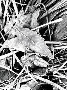 Frosty Oak Leaf by Earthshine Emporium