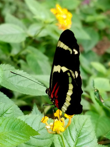 Butterfly by Earthshine Emporium