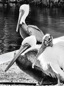 Stork Trio by Earthshine Emporium