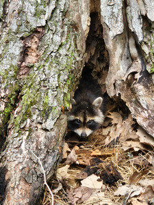 Racoon Kit by Earthshine Emporium