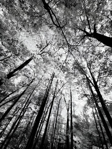 Forest Canopy by Earthshine Emporium
