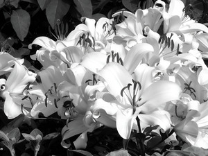 Lilies