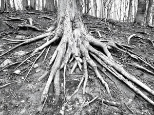 Root Flare