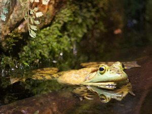 Bull Frog by Earthshine Emporium