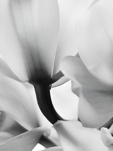 Ethereal Flower by Earthshine Emporium