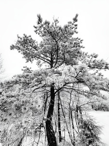Snowy White Pine by Earthshine Emporium