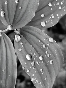 Raindrops by Earthshine Emporium