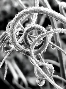 Natural Curl