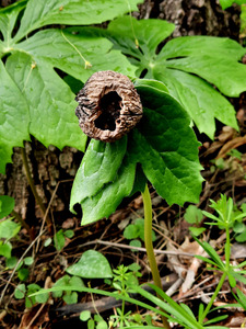 Walnut Head