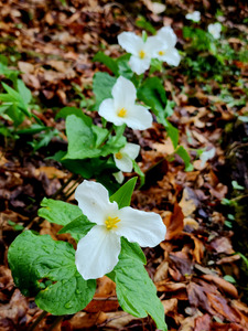 White Trillium Column by Earthshine Emporium