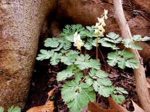 Dutchmans Breeches