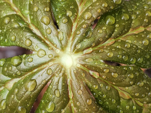 Raindrops On Mayapple by Earthshine Emporium