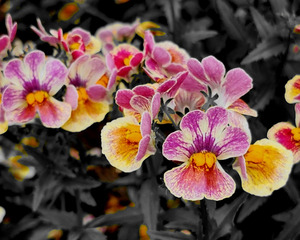 Orchids 1 by Earthshine Emporium