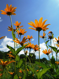 Helianthus