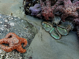 Tidal Pool 3 by Earthshine Emporium