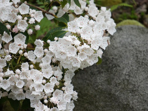 White Mountain Laurel by Earthshine Emporium