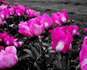 Pink Peonies by Earthshine Emporium