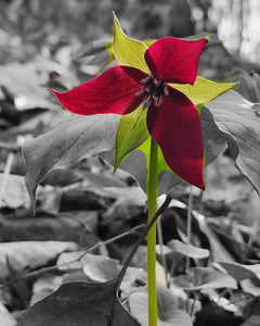 Red Trillium by Earthshine Emporium