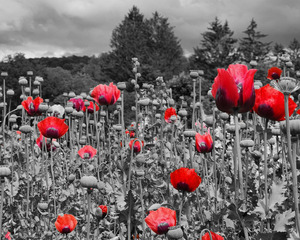 Poppies 1 by Earthshine Emporium