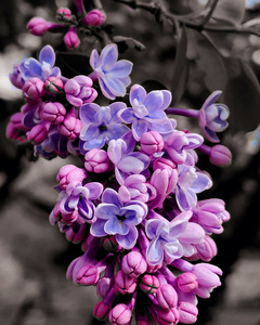 Lilac by Earthshine Emporium